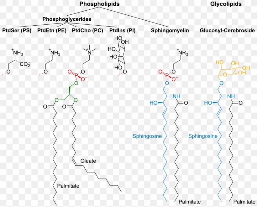 Membrane Lipids Biological Membrane Cell Membrane Lipid Bilayer, PNG, 1200x969px, Membrane Lipids, Area, Biological Membrane, Biology, Cell Download Free