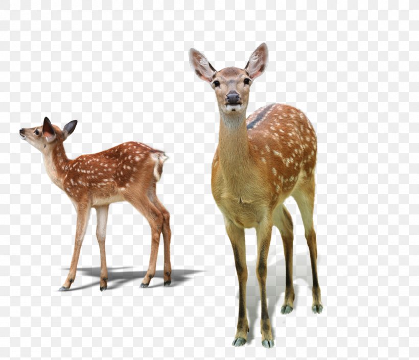White-tailed Deer Red Deer Sika Deer Tiger, PNG, 1000x860px, Whitetailed Deer, Animal, Antler, Deer, Fauna Download Free
