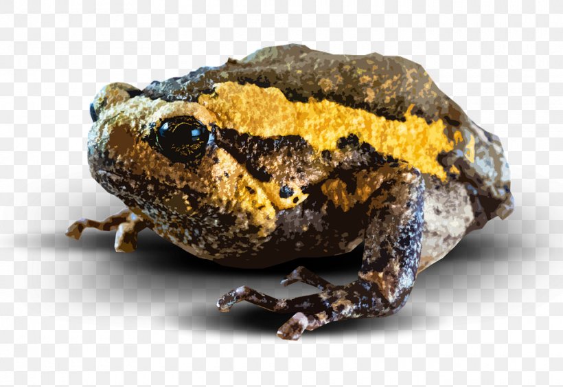 Amphibian Toad, PNG, 960x660px, Frog, Amphibian, Fauna, Image Resolution, Organism Download Free