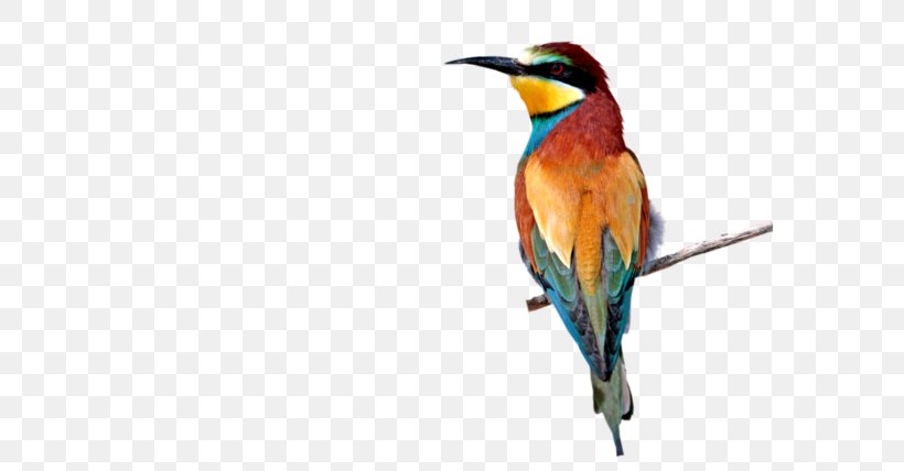 Bee-eater Hummingbird M PaintShop Pro Tutorial, PNG, 600x428px, Beeeater, Beak, Bee Eater, Bird, Coraciiformes Download Free