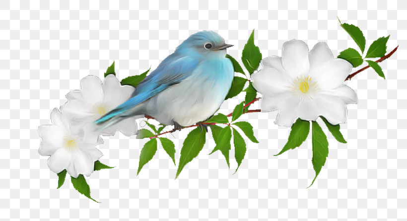 Bird Mountain Bluebird Bluebird Songbird Plant, PNG, 800x445px, Bird, Beak, Bluebird, Branch, Eastern Bluebird Download Free