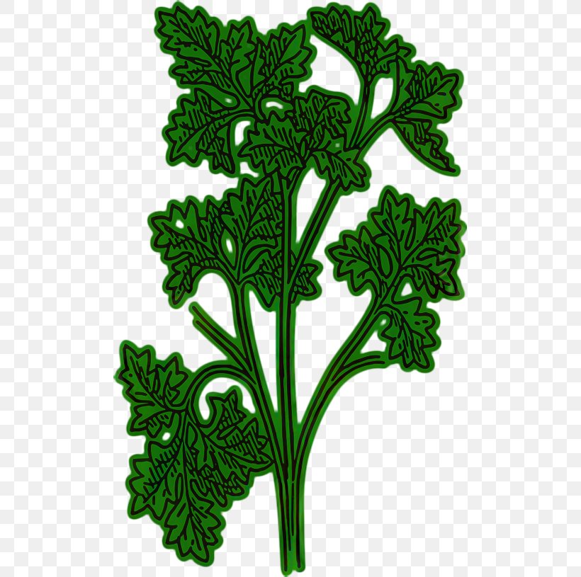 Clip Art Chervil Openclipart Vector Graphics Parsley Roots, PNG, 499x815px, Chervil, Botany, Coriander, Flower, Flowering Plant Download Free