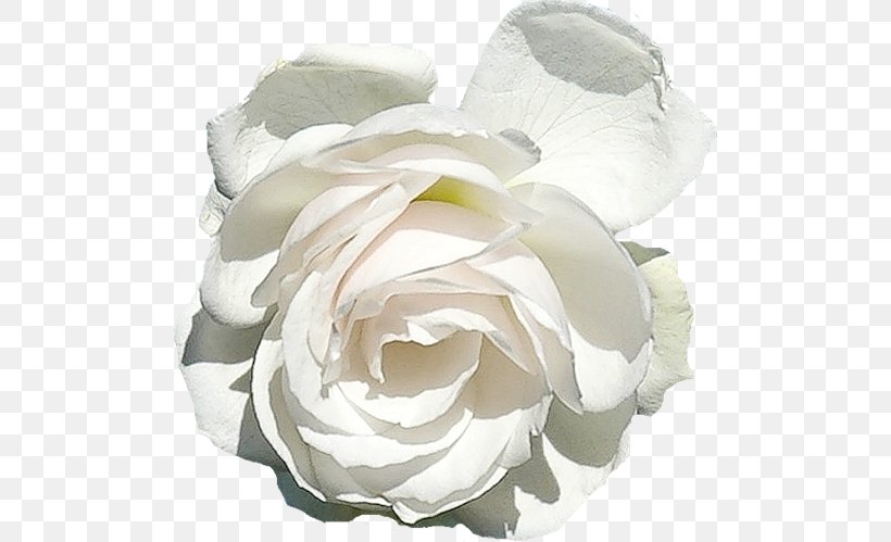 Garden Roses Centifolia Roses Floribunda White, PNG, 500x499px, Garden Roses, Blume, Centifolia Roses, Cut Flowers, Floribunda Download Free