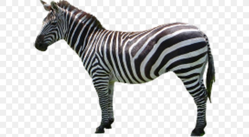 Horse Zebra Icon, PNG, 600x450px, Horse, Donkey, Horse Like Mammal, Image File Formats, Mammal Download Free