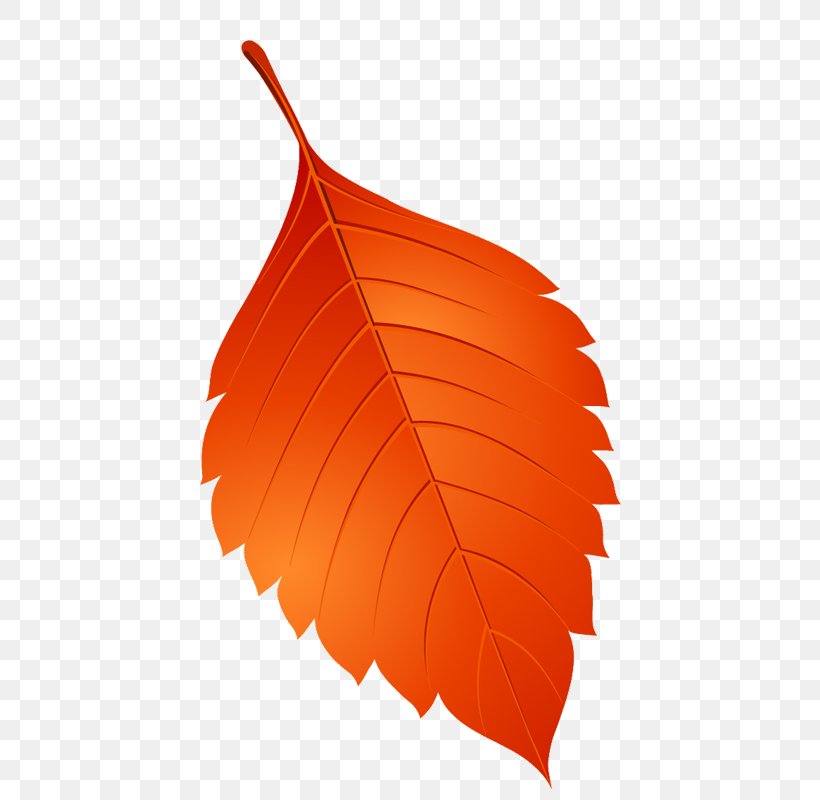 Leaf Image Clip Art, PNG, 800x800px, Leaf, Beech, Deciduous, Digital Image, Drawing Download Free