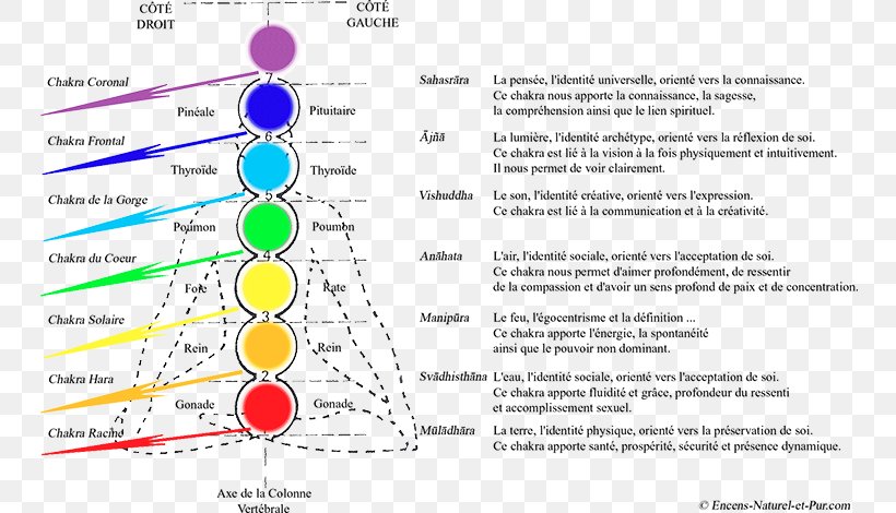 Les Chakras Kundalini Vishuddha Chakra Clearing, PNG, 750x470px, Chakra, Ajna, Anahata, Area, Chakras Chakras Download Free