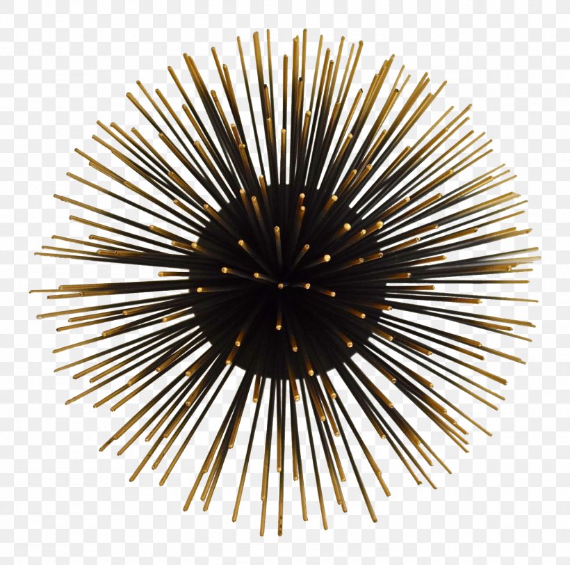 Sea Urchin Wall Tripneustes Depressus Black Candles Art, PNG, 1576x1562px, Sea Urchin, Art, Bookcase, Candle, Do It Yourself Download Free