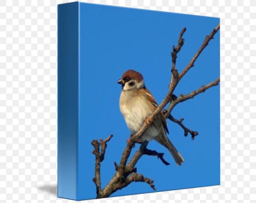 Bluebird Wren Sparrow Blue Jay, PNG, 606x650px, Bird, Animal, Beak, Blue Jay, Bluebird Download Free