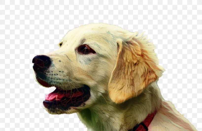 Golden Retriever Background, PNG, 958x623px, Golden Retriever, Ancient Dog Breeds, Animal, Bloodhound, Companion Dog Download Free