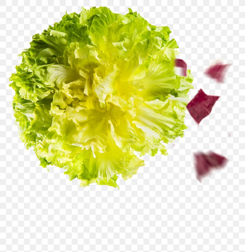 Red Leaf Lettuce Romaine Lettuce Salad Sugarloaf Chicory Vegetable, PNG, 1600x1650px, Red Leaf Lettuce, Adas, Arugula, Chicory, Cichorium Endivia Download Free