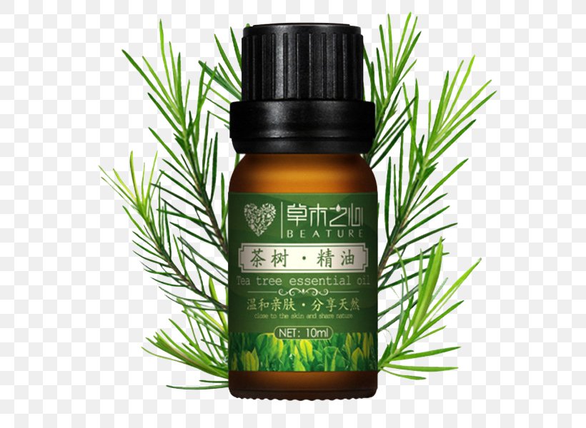 Tea Tree Oil Narrow-leaved Paperbark Essential Oil, PNG, 600x600px, Tea, Aromatherapy, Camellia Sinensis, Cosmetics, Essential Oil Download Free