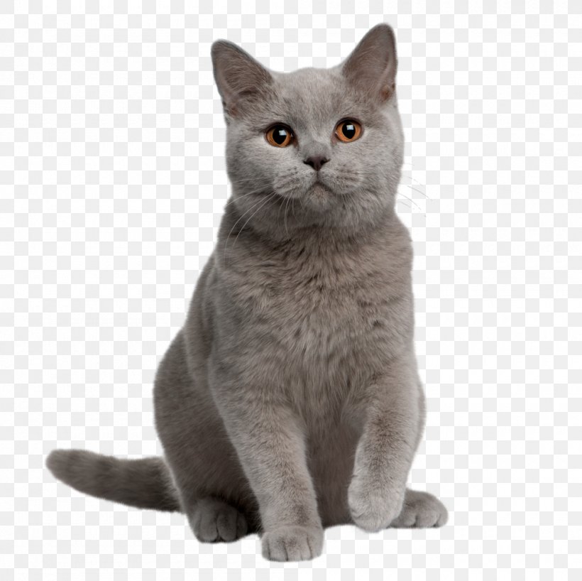 British Shorthair American Shorthair Kitten Chartreux Persian Cat, PNG, 1000x998px, British Shorthair, American Shorthair, American Wirehair, Asian, Australian Mist Download Free