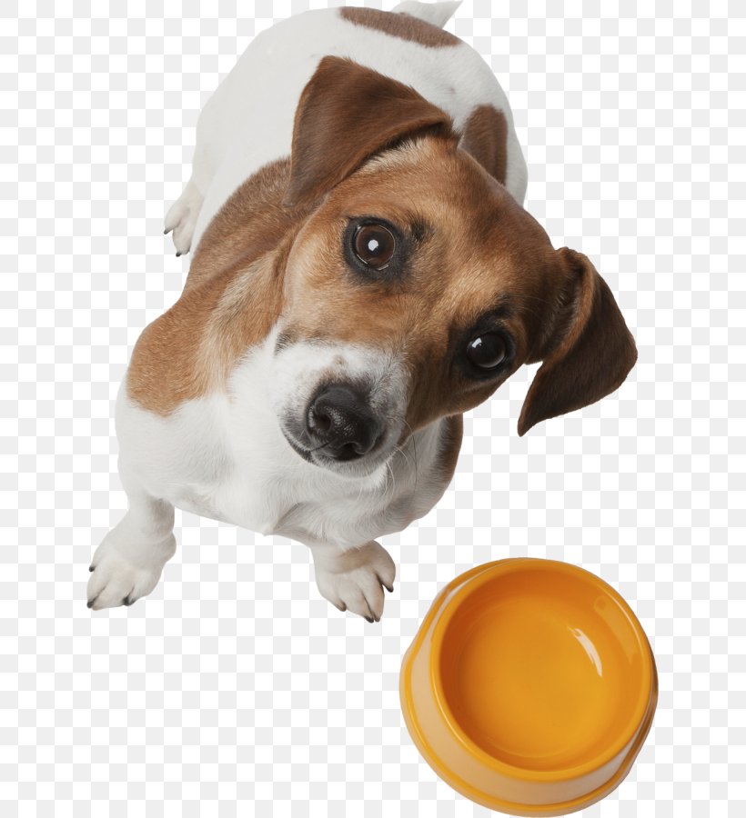 Dog Breed Puppy Harrier Beagle Drever, PNG, 629x900px, Dog Breed, Beagle, Cat, Companion Dog, Dog Download Free