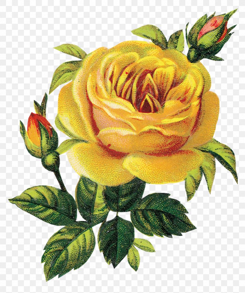 Floral Design Rose Clip Art Flower Bouquet, PNG, 854x1024px, Floral Design, Cut Flowers, Decoupage, Floribunda, Floristry Download Free