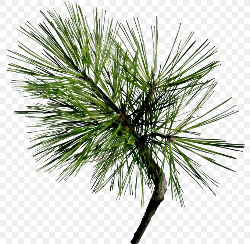Loblolly Pine White Pine Tree Red Pine Jack Pine, PNG, 787x800px, Watercolor, Georgia Pine, Jack Pine, Loblolly Pine, Lodgepole Pine Download Free