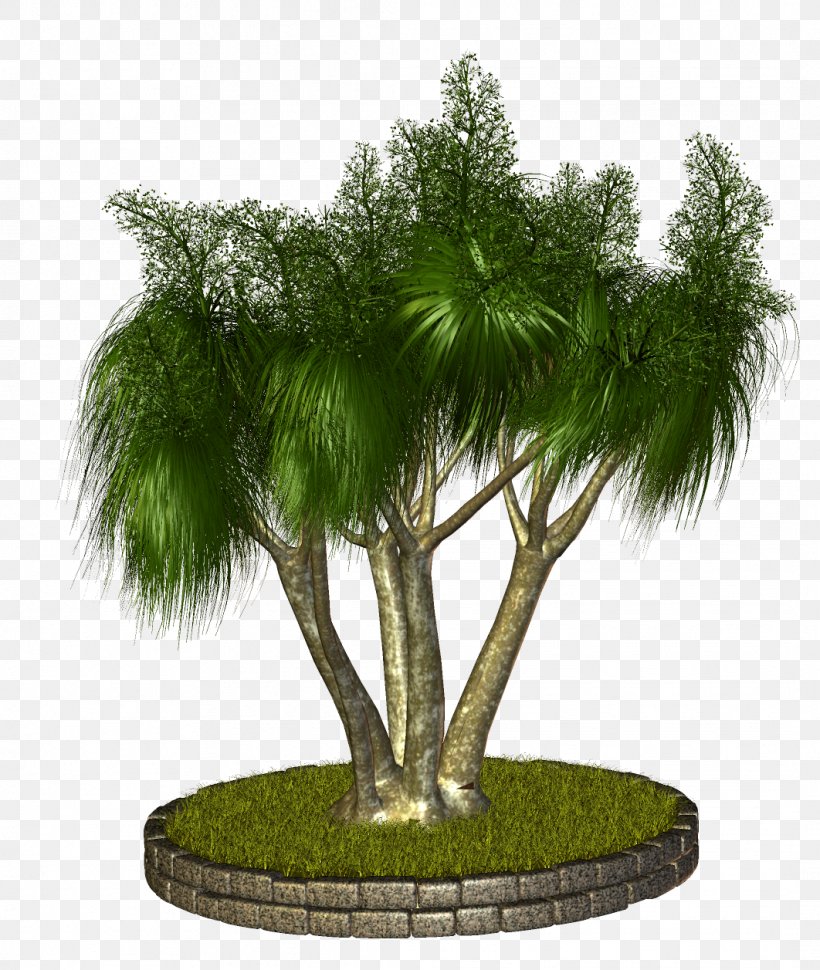 Palm Trees Asian Palmyra Palm Babassu Bonsai, PNG, 1062x1257px, Palm Trees, Arecales, Asian Palmyra Palm, Babassu, Bonsai Download Free