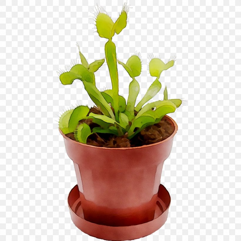 Flowerpot Houseplant Plant Stem Herb, PNG, 1071x1071px, Flower, Cactus, Flowering Plant, Flowerpot, Grass Download Free
