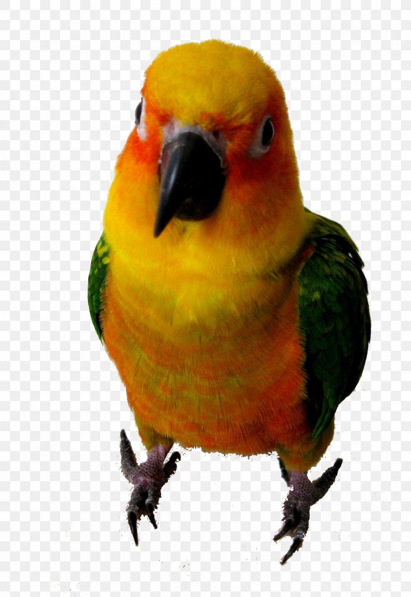 Lovebird Pet Sitting Parrot Parakeet, PNG, 937x1361px, Bird, Animal, Beak, Common Pet Parakeet, Fauna Download Free