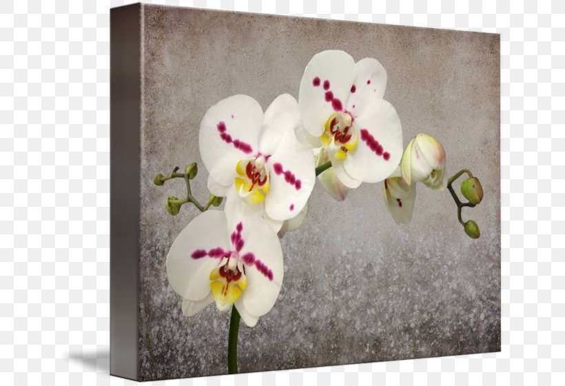 Moth Orchids Floral Design Gallery Wrap Cut Flowers, PNG, 650x560px, Moth Orchids, Art, Blossom, Canvas, Cut Flowers Download Free