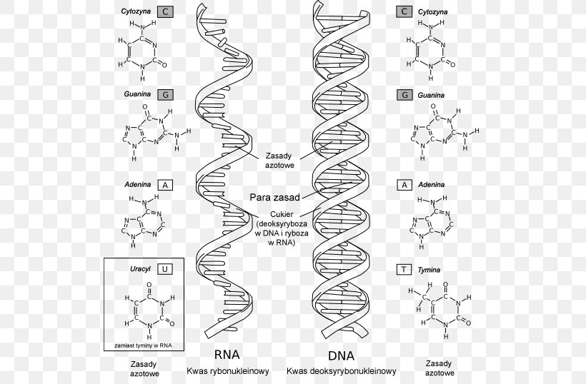 RNA DNA Nucleic Acid Structure Biology Nucleotide, PNG, 530x538px, Rna, Adenine, Area, Auto Part, Biology Download Free