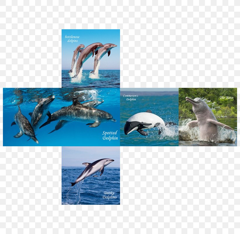 Wholphin Spotted Dolphins V-Cube 7, PNG, 800x800px, Wholphin, Beak, Cube, Cube 2 Hypercube, Dolphin Download Free