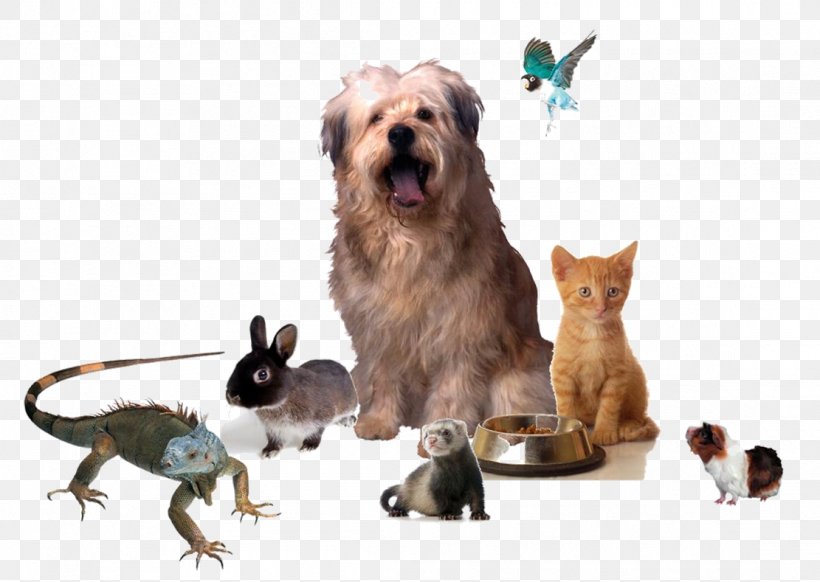 Cat Dog Puppy Animals And Me Horse, PNG, 1111x789px, Cat, Animal, Animals And Me, Blessing Of Animals, Cairn Terrier Download Free