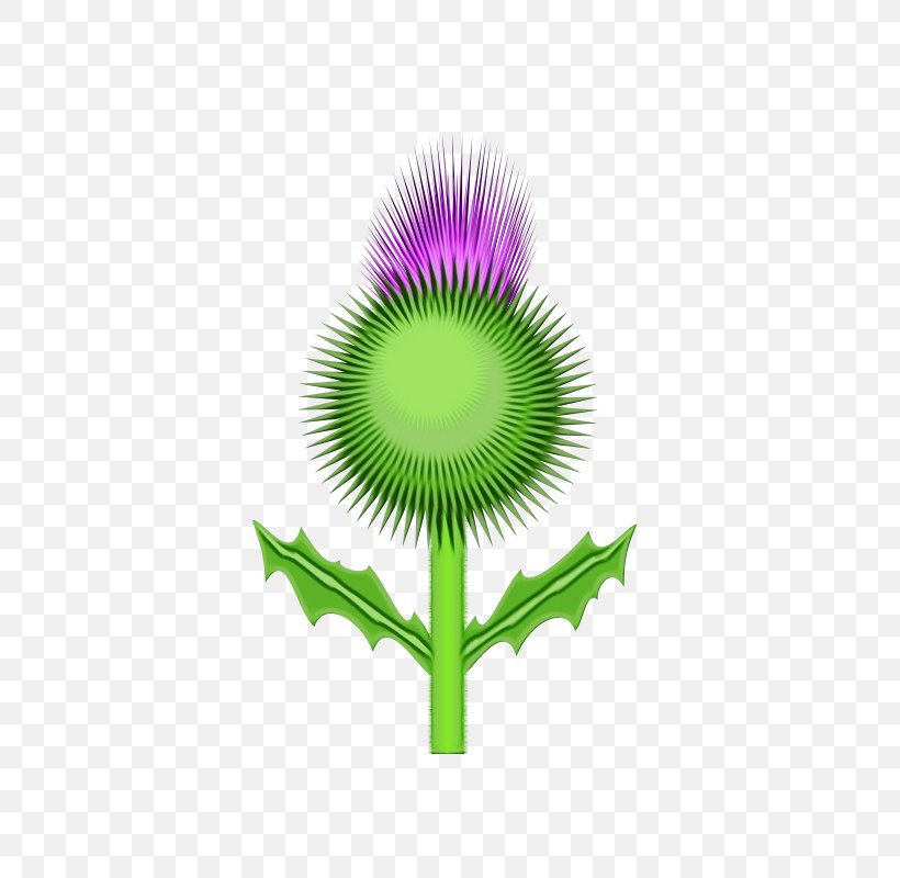 Clip Art Vector Graphics Thistle Free Content, PNG, 566x800px, Thistle, Botany, Flower, Flowering Plant, Green Download Free