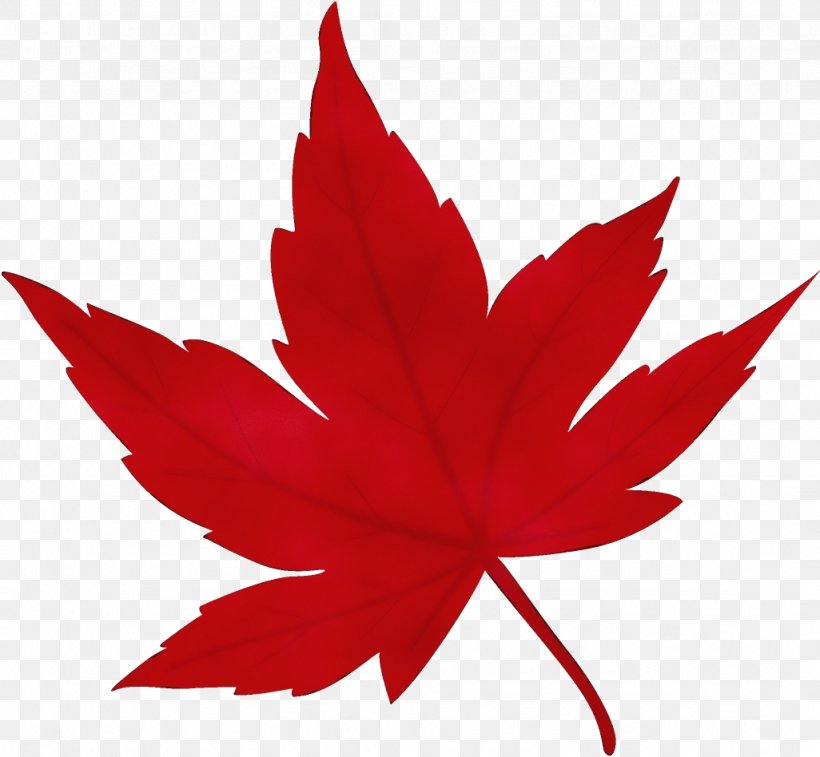 Maple Leaf, PNG, 1026x948px, Watercolor, Leaf, Maple, Maple Leaf, Paint Download Free