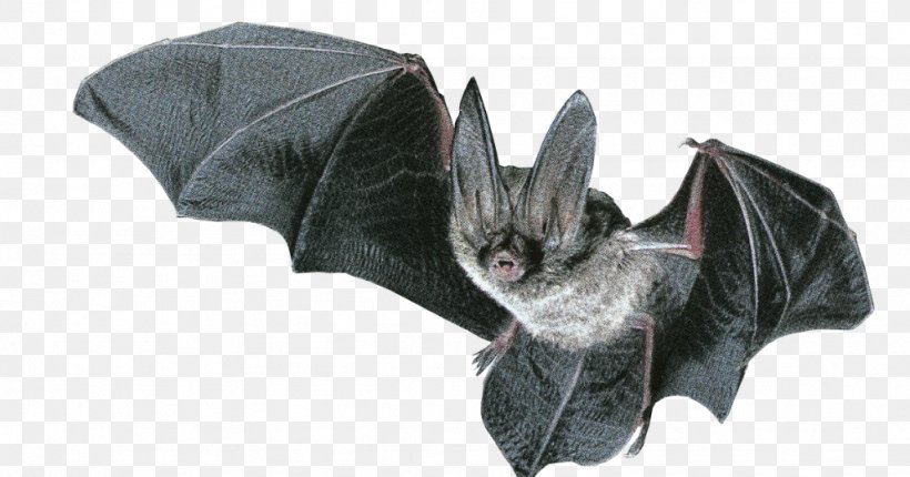 Northern Long-eared Myotis Microbat Ozark Big-eared Bat Brown Long-eared Bat, PNG, 1024x537px, Northern Longeared Myotis, Bat, Brown Longeared Bat, Lesser Longeared Bat, Mammal Download Free