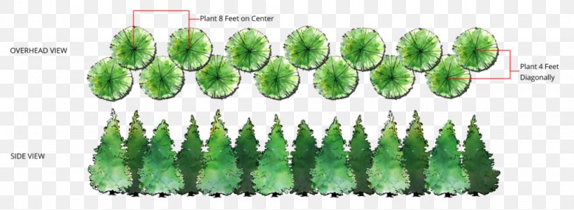 Western Red-cedar Evergreen Tree Grasses, PNG, 1024x377px, Western Redcedar, Arborvitae, Cypress, Evergreen, Garden Download Free