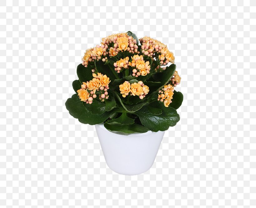 Bryanston, Gauteng Cut Flowers Widow's-thrill Houseplant, PNG, 668x668px, Bryanston Gauteng, Annual Plant, Artificial Flower, Cut Flowers, Flower Download Free