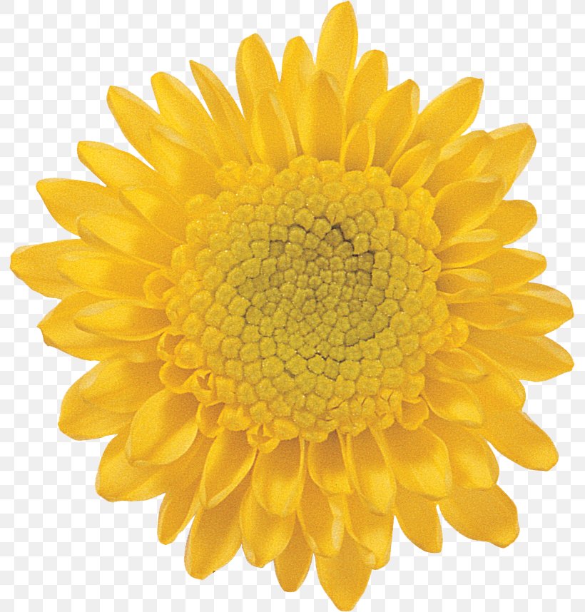Common Sunflower Stock Photography Transvaal Daisy Common Daisy, PNG, 793x858px, Flower, Chrysanthemum, Chrysanths, Common Daisy, Common Sunflower Download Free