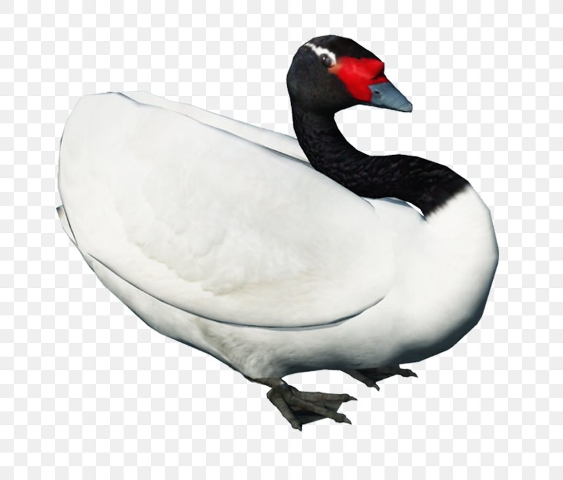 Duck Cygnini Swan Goose Bird, PNG, 700x700px, Duck, Beak, Bird, Black Swan, Cygnini Download Free