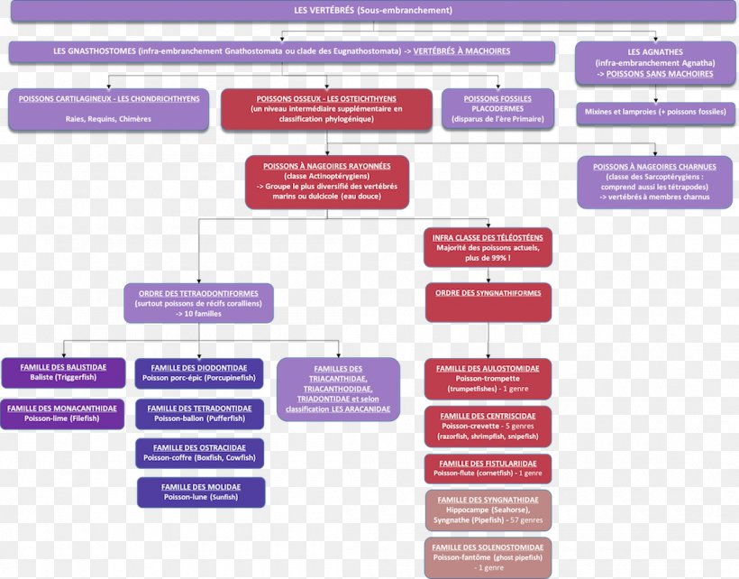 Comparison And Contrast Of Classification Schemes In Linguistics And Metadata Biological Classification Seahorse Brand, PNG, 1100x862px, Biological Classification, Beige, Brand, Diagram, Fish Download Free