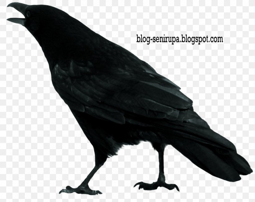 Crow Clip Art, PNG, 1004x796px, Crow, American Crow, Beak, Bird, Common Raven Download Free