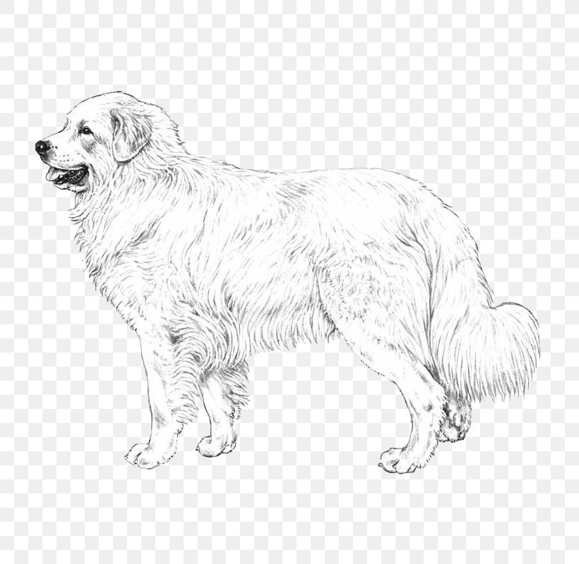 Dog Breed Great Pyrenees Maremma Sheepdog Polish Tatra Sheepdog Slovak Cuvac, PNG, 800x800px, Dog Breed, Artwork, Black, Black And White, Breed Download Free