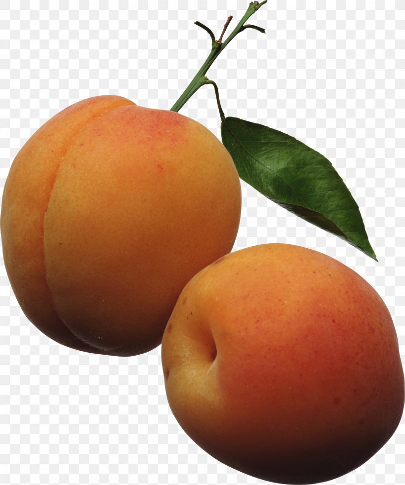 Apricot Fruit Peach Clip Art, PNG, 2128x2553px, Apricot, Bitter Orange, Citrus, Food, Fruit Download Free
