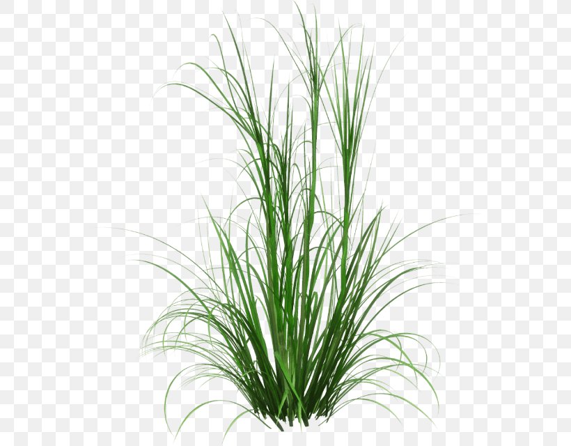 Corkscrew Rush Fountain Grass Ornamental Grass Spreading Rush, PNG, 563x640px, Fountain Grass, Chrysopogon Zizanioides, Commodity, Fountaingrasses, Grass Download Free