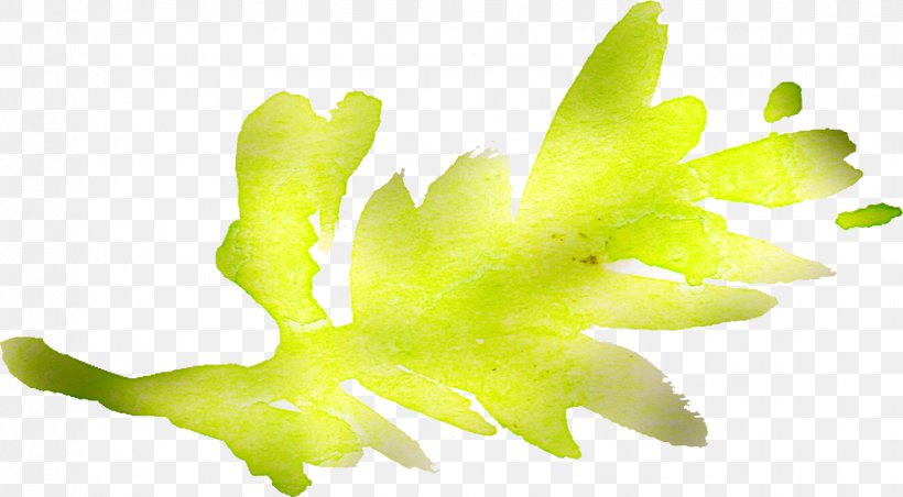 Leaf Plant Stem Desktop Wallpaper Yellow, PNG, 1441x795px, Leaf, Grass, Organism, Plant, Plant Stem Download Free