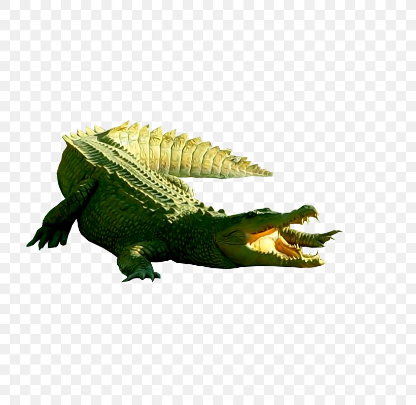 Nile Crocodile Crocodiles, PNG, 800x800px, Crocodile, Amphibian, Animal, Cartoon, Crocodile Garments Download Free
