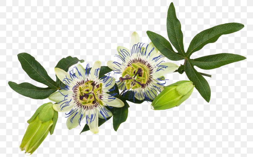 Purple Passionflower Passiflora Caerulea Passion Fruit Vine, PNG, 800x511px, Purple Passionflower, Blossom, Cut Flowers, Flower, Flowering Plant Download Free