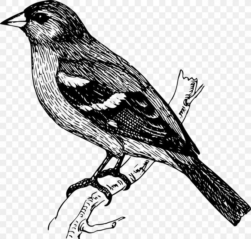 Bird Finches Drawing Cuckoos, PNG, 1280x1215px, Bird, Art, Barn Swallow, Beak, Black And White Download Free