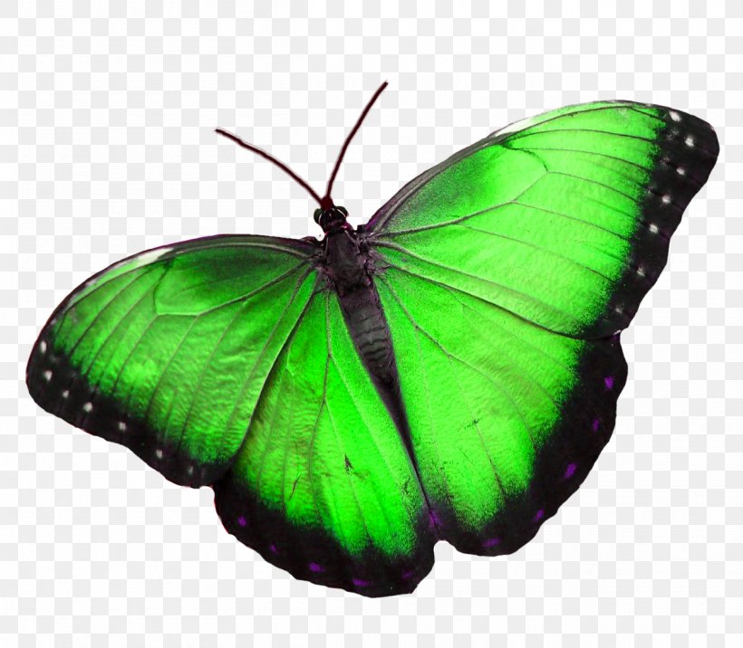 Butterfly Morpho Peleides Morpho Menelaus Blue Greta Oto, PNG, 1255x1096px, Butterfly, Arthropod, Blue, Blue Butterfly, Brush Footed Butterfly Download Free