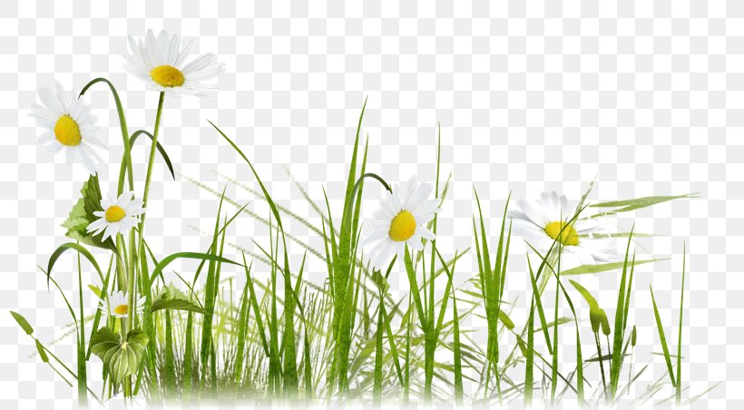 Common Daisy 草坪植物 Lawn Clip Art, PNG, 800x452px, Common Daisy, Chamaemelum Nobile, Chamomile, Commodity, Daisy Download Free