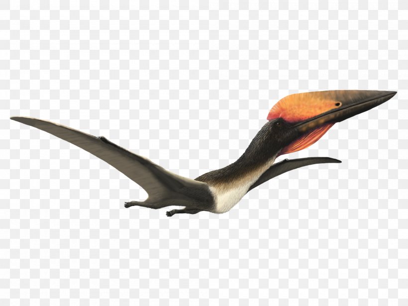 Hatzegopteryx Late Cretaceous Pterosaurs Quetzalcoatlus Aerotitan, PNG, 2000x1500px, Hatzegopteryx, Aerotitan, Azhdarchidae, Beak, Bird Download Free