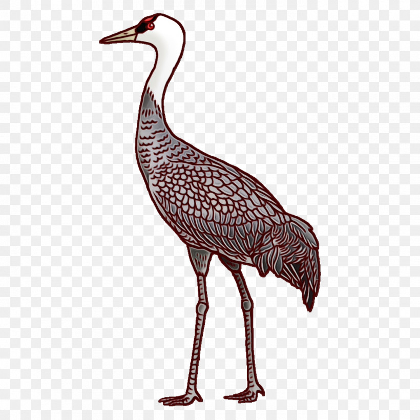 Stork Birds Water Bird Beak Wader, PNG, 1400x1400px, Watercolor, Beak, Biology, Birds, Paint Download Free