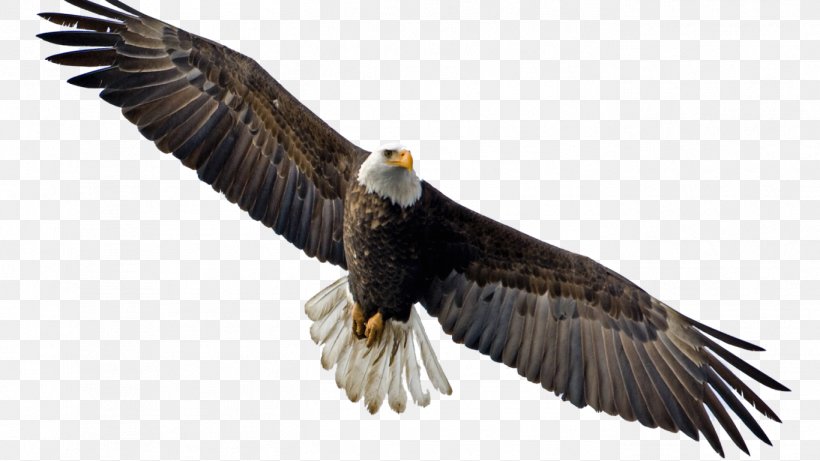 Bald Eagle Clip Art Flight, PNG, 1366x768px, Bald Eagle, Accipitridae, Accipitriformes, Beak, Bird Download Free