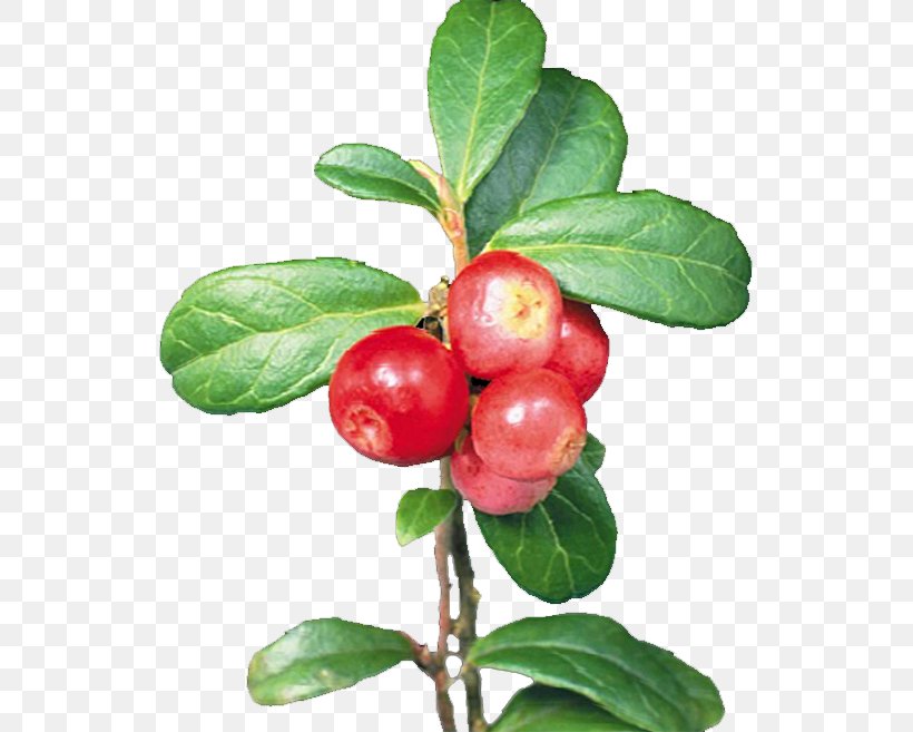 Cranberry Lingonberry, PNG, 533x657px, Berry, Acerola, Acerola Family, Aedmaasikas, Auglis Download Free