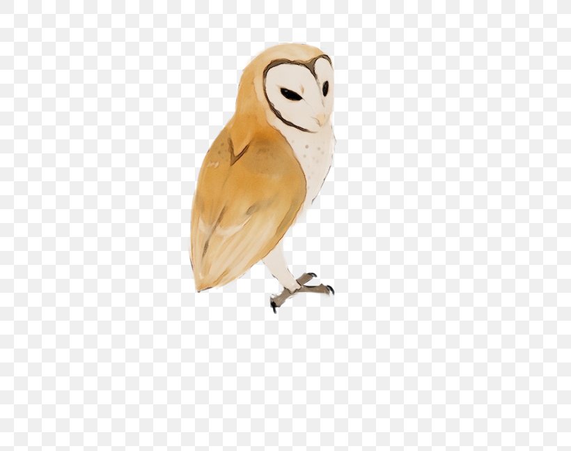 Owl Bird Barn Owl Bird Of Prey Beak, PNG, 500x647px, Watercolor, Barn Owl, Beak, Bird, Bird Of Prey Download Free