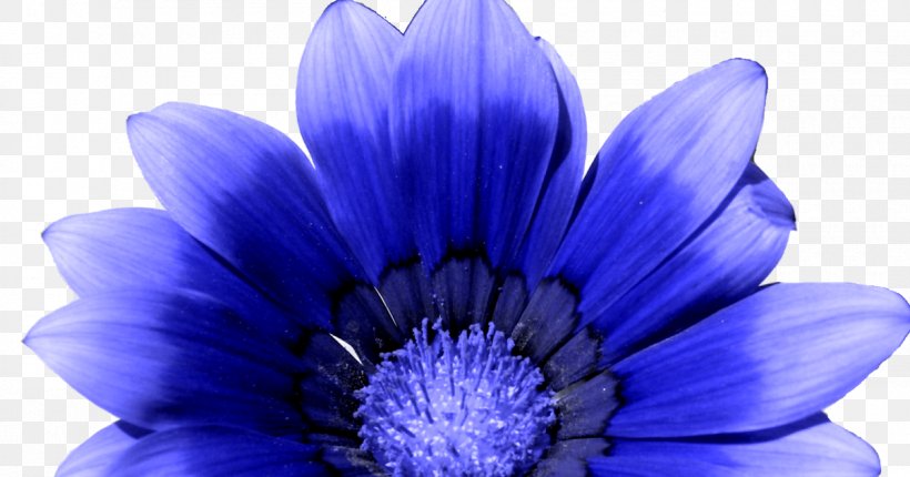 Purple Watercolor Flower, PNG, 1200x630px, Flower, African Daisy, Anemone, Annual Plant, Blue Download Free